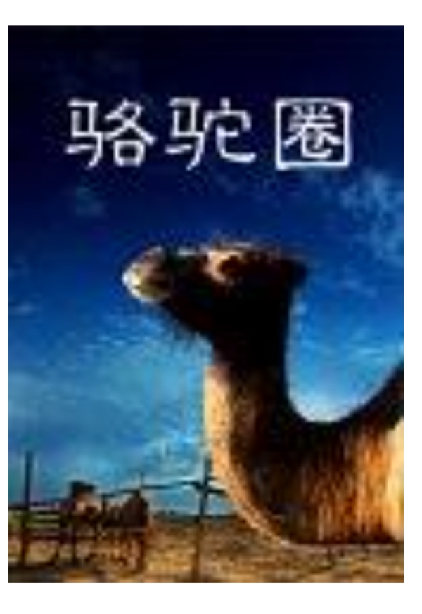 駱駝圈(2010年金舸執導的劇情電影)